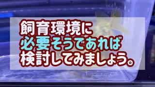 【飼育ポイント】エアレーションは不要？いや必要か！【金魚】