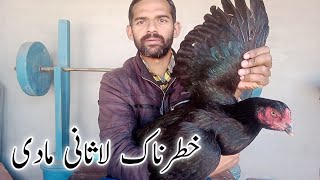 Lasani aseel madi | Murghi ko kudak kesy bithayen | Aseel murgi k bachy niklwyen | Ihsan Gujjar Vlog