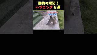 SNSで5.7億回バズった動物ハプニング動画6選！6Animal Happenings Videos That Got 570 Million Buzz on SNS!#犬#猫#動物#shorts