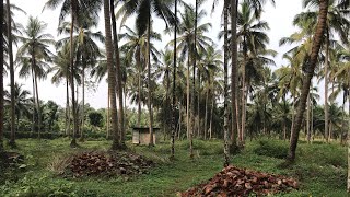 Land for sale nilambur rs Thottam 9961622220