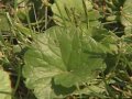 gardening in the zone controlling ground ivy