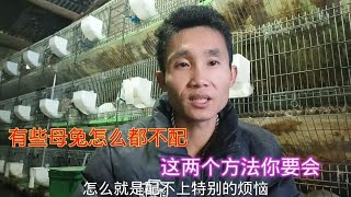 你养兔子是不是也遇到有些母兔特别难配，这两个方法交给你，简单