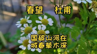 国强则民安 国强则国威 春望 杜甫 快递大叔背诵诗词100首之70