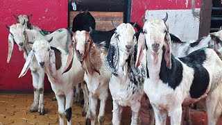 Palne Wale Chote Bacche at STAR GOATS FARM Asif STD