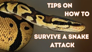 IMPORTANT TIPS ON HOW TO SURVIVE A SNAKE ATTACK