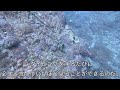 【海の生き物⑤】なんだコイツ？？可愛い顔してるフグ【ミナミハコフグ】