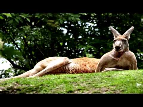 How to own a Kangaroo How to own a Kangaroo