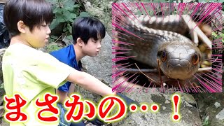 ヘビが…！ガサガサでサワガニ探してたら、まさかの○○を捕まえたから食べてみた