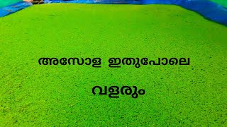 കൊച്ചു കുട്ടികൾക്ക് പോലും വളരെ എളുപ്പം തയ്യാറാക്കാൻ പറ്റുന്ന azola പോണ്ട്