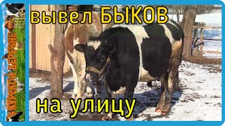 вывел быков для огула коровы, загуляла рыжая, корова в охоте