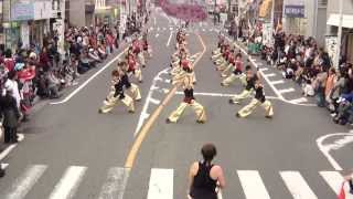 わいわい連　1/2　in　よさこい陣屋祭り ～本陣祭～ 2013