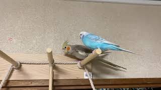 【仲良し】セキセイインコとオカメインコ