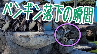 【京急油壺マリンパーク】【悲報】ペンギン、落ちる