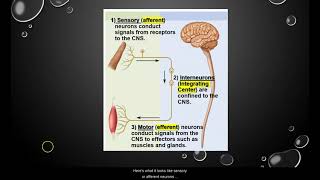 Anatomy and Physiology 1: The Nervous System