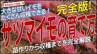 サツマイモの上手な育て方（植え付けから収穫まで完全解説）サツマイモ栽培のコツとポイントが分かる！