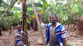 Village life Vlog; Banana juice processing or squeezing or Okunyuuka okusogola omubisi in Luganda🤭