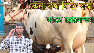 আজকে অনেকদিন পরে গরীবদের জন্য ভরপুর গাভীর কালেকশন।সবাইকে দামে চ্যালেন্জ করে বাবলু ভাইয়ের গাভী বিক্রি