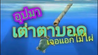 ธรรมะสอนใจ จากพระไตรปิฎก เต่าตาบอดเจอแอกไม้ไผ่เต็มพระสูตร การเกิดเป็นมนุษย์นั้นแสนยาก