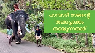 Pampady Rajan തലപ്പൊക്കം തടയുന്നതാര്#keralaelephant#vmpradeepmedia#asianelephant#keralatourism#