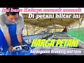 Harga langsung ke petaninya‼️ini baru Koinya munuk munuk !!asli koi blitar