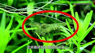 黑殼蝦交配 難得一見的繁殖過程全記錄 水草缸食藻生物 除藻高手