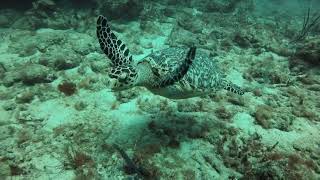 Grouper bend reef