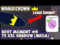 best moment crown whale fishing legendary rare big fish play together