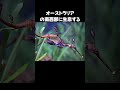 激レアシードラゴン「ウーディーシードラゴン」の雑学 動物 生き物 shorts 雑学 豆知識 おもしろい 魚