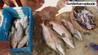 Fish market near Sundarbans/সুন্দরবনের কাছে বিশাল মাছের বাজার॥Sunderban Episode