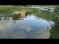 【猛暑日】川遊び：猪野川の中を歩くと涼しくて爽快it s cool and refreshing to walk in the ino river on a hot day