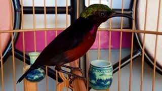 King Konin Gacor Nembak Cililin Masteran Terbaik