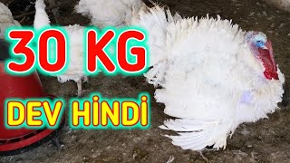 30 Kilogram Dev Hindi - Beyaz Kanada Hindisi