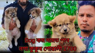 Naga dog breed delivery Dibrugarh