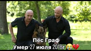 Пёс умер💔😔//Господи, почему?😭