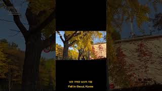 낭만터지는 한국의 가을 Beautiful Fall in Korea