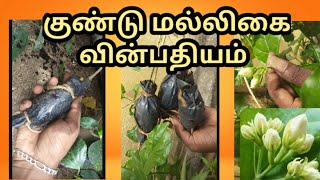 3 வாரத்தில் குண்டு மல்லிகை வின்பதியம் புதிய செடி ரெடி /     jasmine airlayering