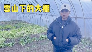 雪山下牧民自己种嘚大棚蔬菜，没有农药只用牛粪，自给自足很绿色【楼兰阿宁】