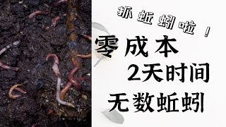 零成本抓蚯蚓，只要2天就能获得大量蚯蚓｜蚯蚓农场