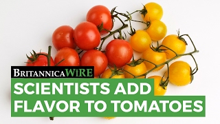 BRITANNICA WIRE: Science creates flavorful new tomato breeds | Encyclopaedia Britannica