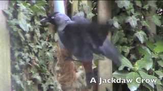 Kauw kraai - Jackdaw Crow Building a Nest - Gathering Materials and Feeding