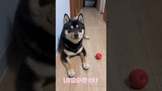 お散歩前に準備がブームな、まろ。#黒柴#柴犬#犬#お散歩#shibainu#shiba