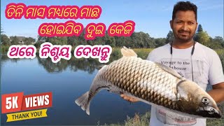 ତିନି ମାସ ରେ ମାଛ ହୋଇଯିବ ଦୁଇ କେଜି #scm Indian boy #low  cost fish farming