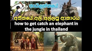 Most People Regret Not Watching This Elephant Documentary! ( තායිලන්තයේ අලි අල්ලා පුහුණු කර අයුරු)