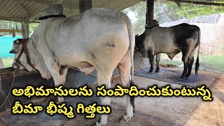 DSC Bulls దేవ భక్తుని శ్రీకాంత్ చౌదరి గారి సబ్ జూనియర్స్ గిత్తలు || నాదెండ్ల గ్రామం నాదెండ్ల మండలం