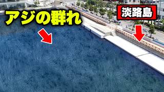 【衝撃ラスト】淡路島でデカアジ爆釣・アジングの神が教える\