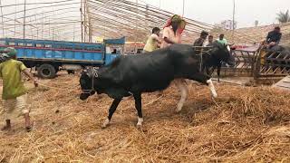 cow unloading, cow videos, cow video, big cow, goru hamba cow, dancing cow, Ep - 33