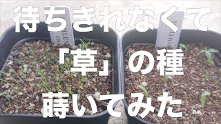 【3月5日撮影】ドイツからお取り寄せしてまで買った草のタネを蒔いてみた結果・・