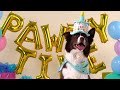 It's Pawty Time! | Bailey & Bella Birthday Collection