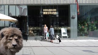 Tado Ivanausko Zoologijos muziejus (Virtuali apžvalga)