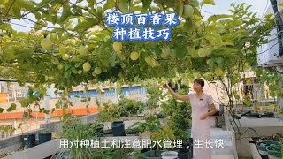 楼顶种百香果，用对种植土和肥水，生长快结果多